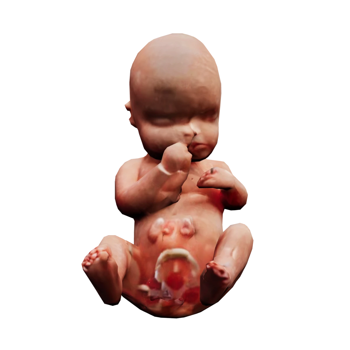 Representative in-app fetal 3D illustration for Baby Lens